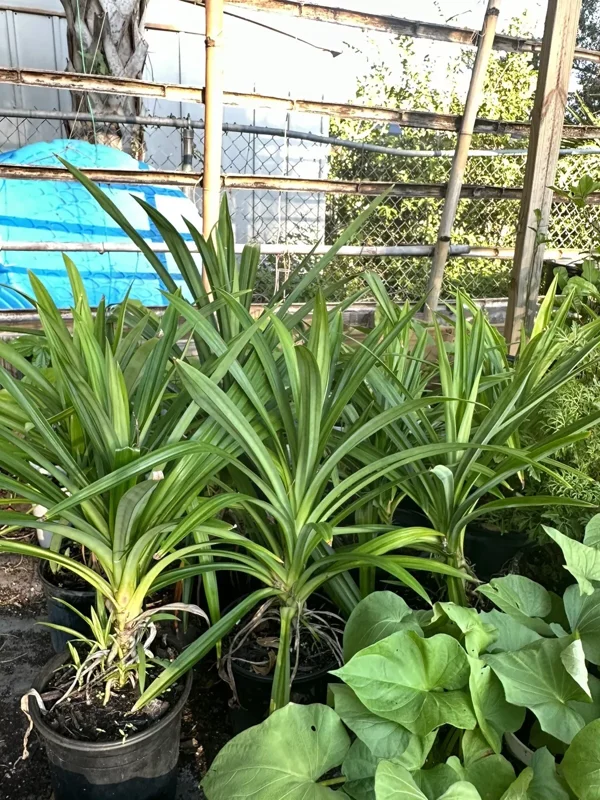 Potted Pandan Leaves Plant 15"-20” Tall Organic Growing Cây Lá Dứa