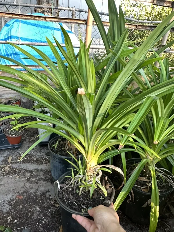 Potted Pandan Leaves Plant 15"-20” Tall Organic Growing Cây Lá Dứa