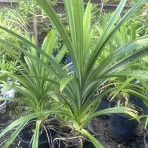 Potted Pandan Leaves Plant 15