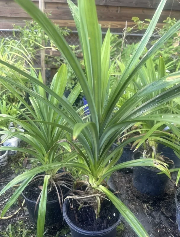 Potted Pandan Leaves Plant 15"-20” Tall Organic Growing Cây Lá Dứa