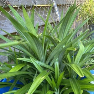 Potted Pandan Leaves Plant 15