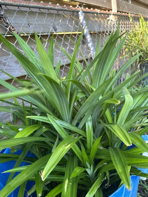 Potted Pandan Leaves Plant 15"-20” Tall Organic Growing Cây Lá Dứa