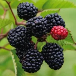 Prime-Ark Freedom Blackberry Plant - Edible Blackberry Plant - 2-4 in