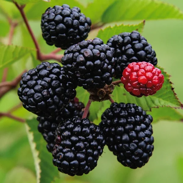 Prime-Ark Freedom Blackberry Plant - Edible Blackberry Plant - 2-4 in