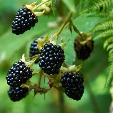 Prime-Ark Freedom Blackberry Plant - Edible Blackberry Plant - 2-4 in