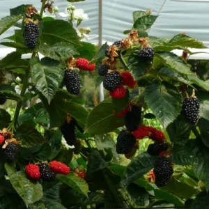 Prime-Ark Freedom Blackberry Plant - Edible Blackberry Plant - 2-4 in