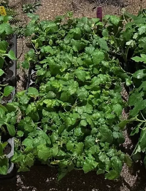 Prime-Ark Freedom Blackberry Plant - Edible Blackberry Plant - 2-4 in