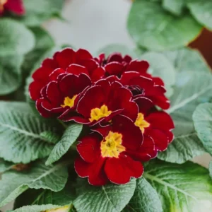 Primrose Red Live Plant 4