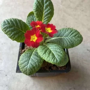 Primrose Red Live Plant 4