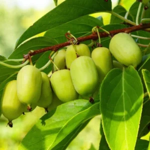 Prolific Kiwi Plant Plug - Edible Fruit Vine - 3-6 Inches - Hardy Kiwi