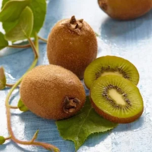 Prolific Kiwi Plant Plug - Edible Fruit Vine - 3-6 Inches - Hardy Kiwi