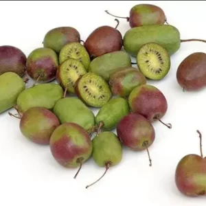 Prolific Kiwi Plant Plug - Edible Fruit Vine - 3-6 Inches - Hardy Kiwi