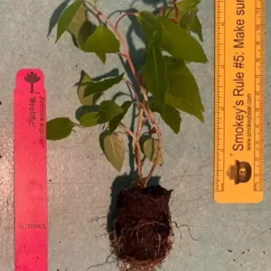 Prolific Kiwi Plant Plug - Edible Fruit Vine - 3-6 Inches - Hardy Kiwi