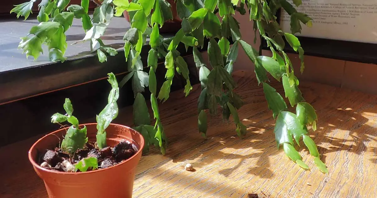Propagate Christmas Cactus