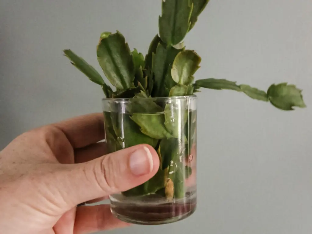Propagate Christmas cactus in Water