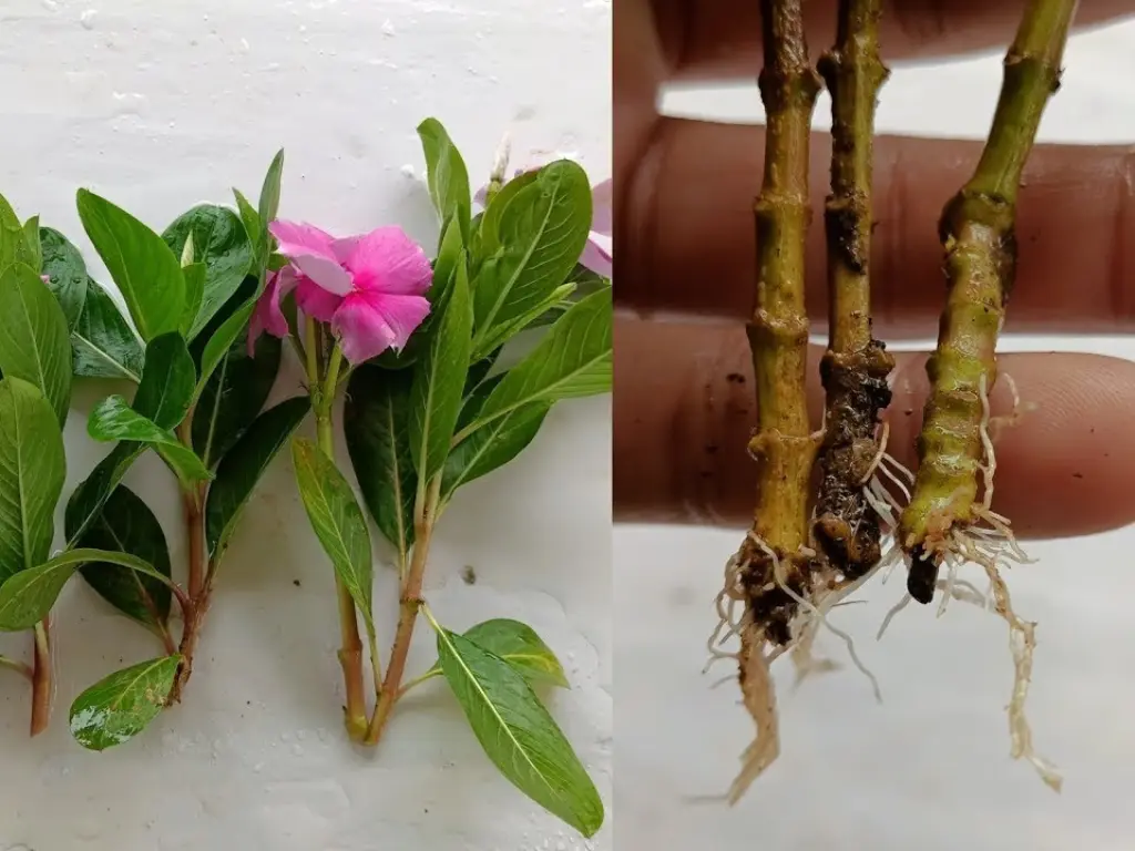 Vinca minor cuttings showing both fresh stems and newly formed roots — a clear example of how to propagate Vinca Minor successfully.