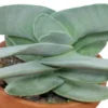 Propeller Plant – Crassula Falcata Succulent 2.5" Pot | Drought-Tolerant Easy Grow