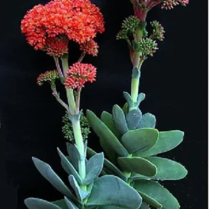 Propeller Plant – Crassula Falcata Succulent 2.5