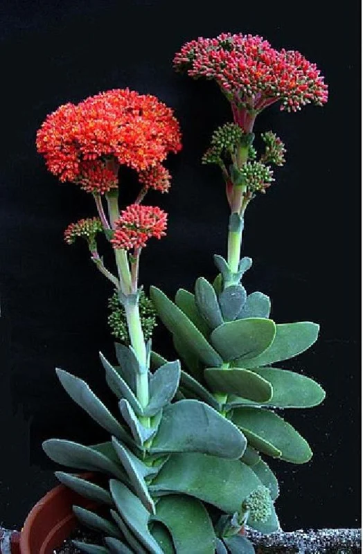 Propeller Plant – Crassula Falcata Succulent 2.5" Pot | Drought-Tolerant Easy Grow