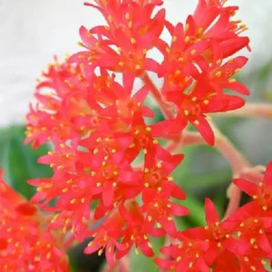 Propeller Plant – Crassula Falcata Succulent 2.5