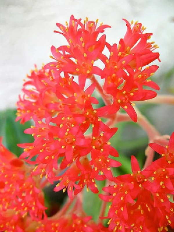 Propeller Plant – Crassula Falcata Succulent 2.5" Pot | Drought-Tolerant Easy Grow