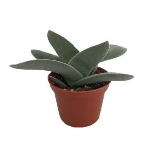 Propeller Plant – Crassula Falcata Succulent 2.5