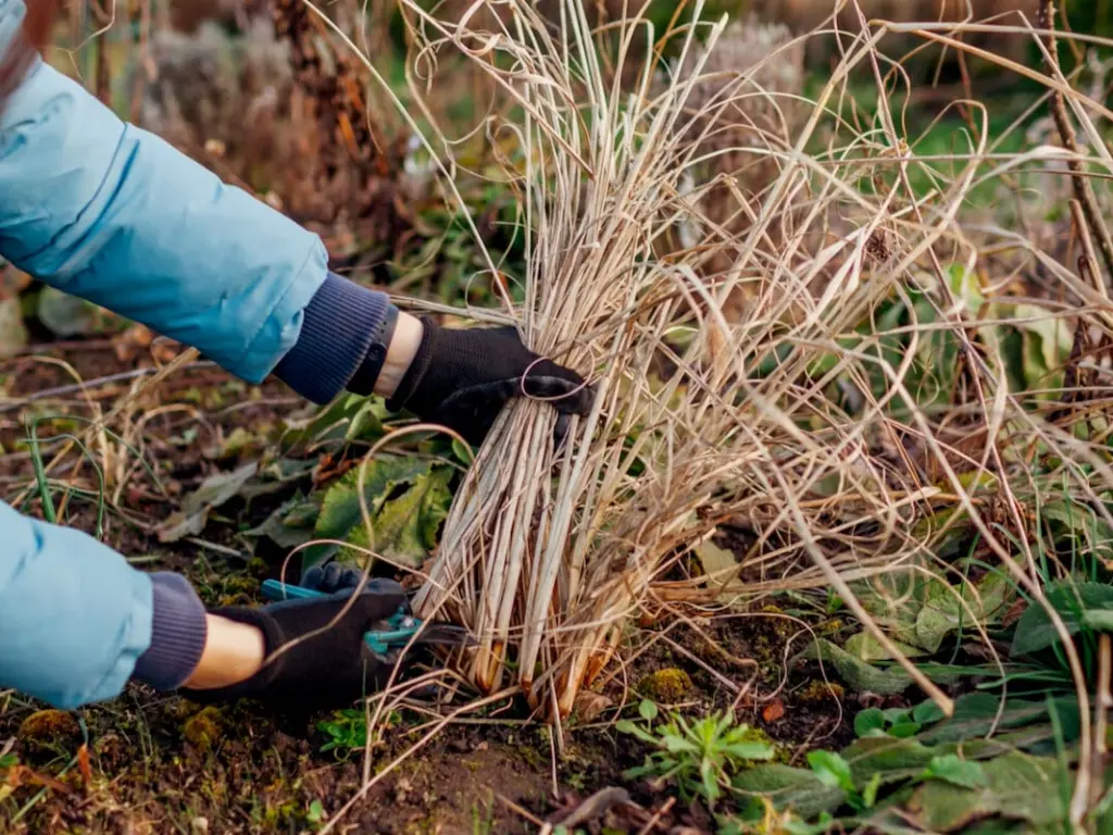 Prune Pampas Grass