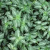 Puppy Ears Plant - Callisia elegans 2.5" Pot - Silver-Green Indoor Houseplant