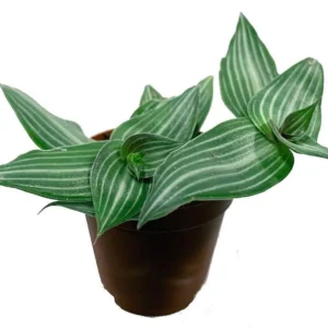 Puppy Ears Plant - Callisia elegans 2.5