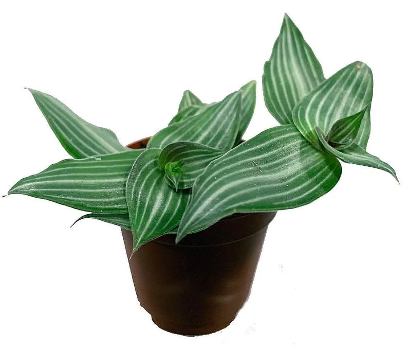Puppy Ears Plant - Callisia elegans 2.5" Pot - Silver-Green Indoor Houseplant