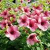 Purple Allamanda Blanchetii Live Plant - 12" Tall in 4" Pot - Fast Growing