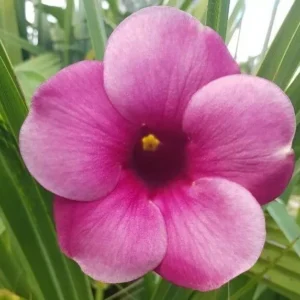 Purple Allamanda Blanchetii Live Plant - 12