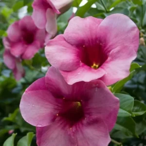 Purple Allamanda Blanchetii Live Plant - 12