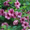 Purple Allamanda Blanchetii Live Plant - 12" Tall in 4" Pot - Fast Growing