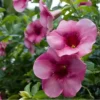 Purple Allamanda Plant, Cherries Allamanda Bush, Ready to Grow
