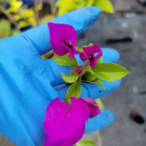 Purple Bougainvillea Live Plant 4
