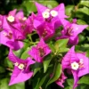 Purple Bougainvillea Live Starter Plant 4"Pot 8"-10"Tall Faux Silk Floral Tree