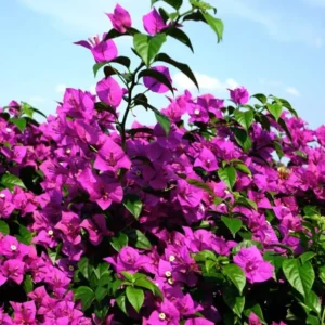 Purple Bougainvillea Live Starter Plant 4"Pot 8"-10"Tall Faux Silk Floral Tree