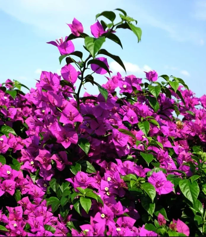 Purple Bougainvillea Live Starter Plant 4"Pot 8"-10"Tall Faux Silk Floral Tree