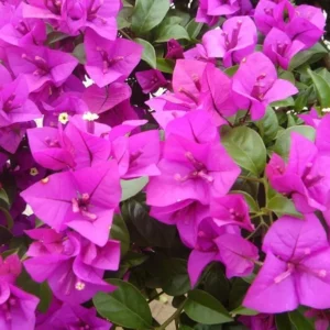Purple Bougainvillea Live Starter Plant 4