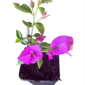 Purple Bougainvillea Live Starter Plant 4