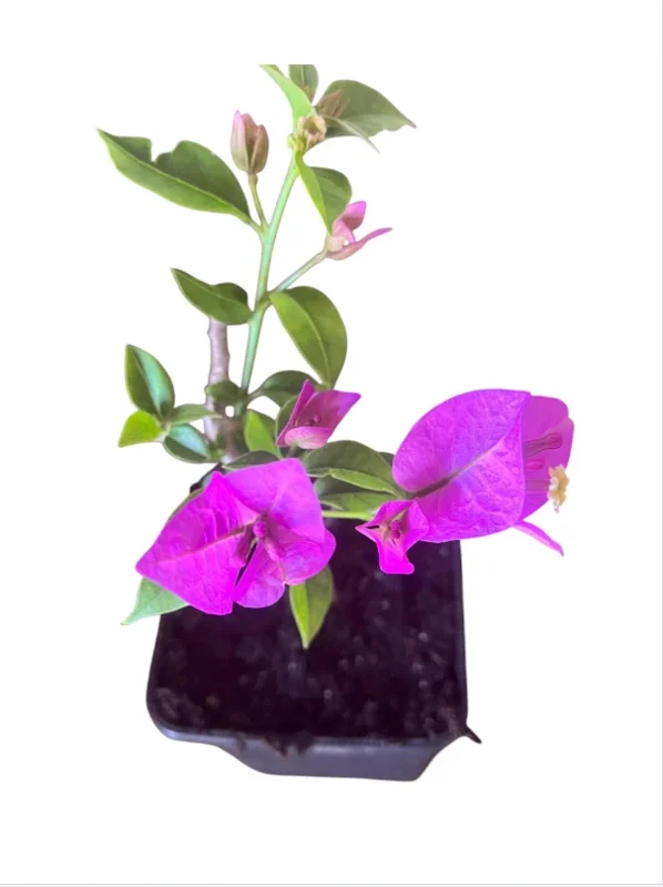 Purple Bougainvillea Live Starter Plant 4"Pot 8"-10"Tall Faux Silk Floral Tree