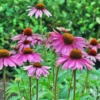 Purple Coneflower Echinacea purpurea 4 Inch Tall Live Plant – Lavender Flowers, Perennial