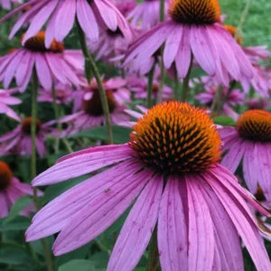 Purple Coneflower Echinacea purpurea 4 Inch Tall Live Plant – Lavender Flowers, Perennial