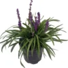 Purple Explosion Muscari Lilyturf – Gallon Pot – Evergreen Ground Cover – Sun/Shade
