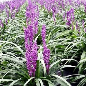 Purple Explosion Muscari Lilyturf – Gallon Pot – Evergreen Ground Cover – Sun/Shade