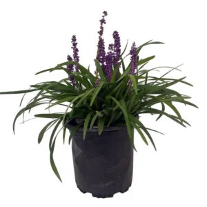 Purple Explosion Muscari Lilyturf – Gallon Pot – Evergreen Ground Cover – Sun/Shade