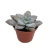 Purple Ghost Plant – Graptopetalum pentandrum Succulent in 2.5" Pot – Easy Care Houseplant