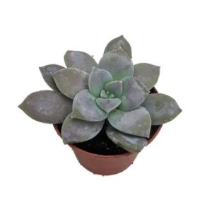 Purple Ghost Plant – Graptopetalum pentandrum Succulent in 2.5