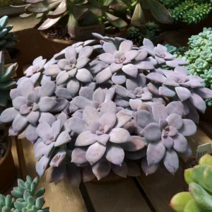 Purple Ghost Plant – Graptopetalum pentandrum Succulent in 2.5